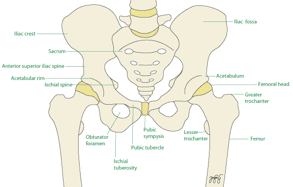 http://www.orthoanswer.org/wp-content/uploads/di-hip-anatomy-c-label.gif