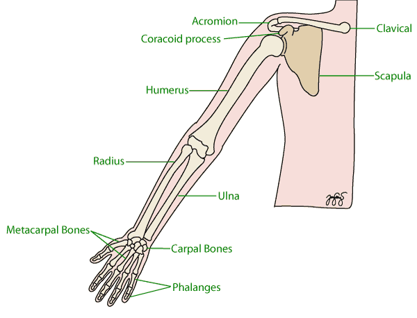 Broken Arm Orthoanswer